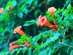 -白塘生态植物园