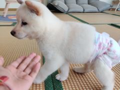 -柴犬小屋·柴餐厅·狗咖食堂(金鼎广场店)