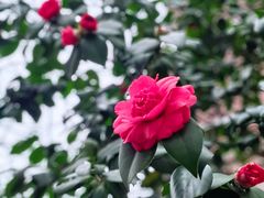 -思南公馆商业街