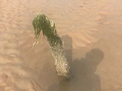 -刘家湾赶海园