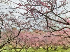 -上海海湾国家森林公园