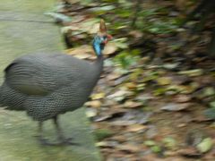 -新加坡飞禽公园
