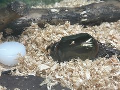 -上海大自然野生昆虫馆