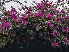 -广东天露山旅游度假区