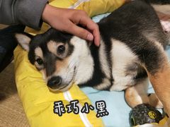 -逗柴咖啡屋·狗咖猫咖宠物桌游