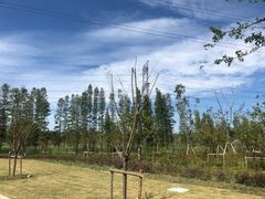 -昆山城市生态森林公园
