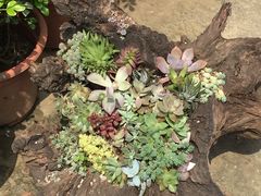-金陵花卉交易市场