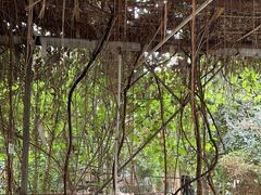-呀路古热带植物园