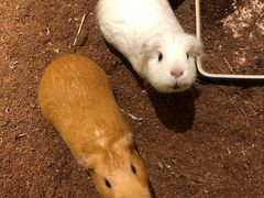 -藦茜花园宠物主题亲子互动体验馆(国顺东路店)