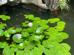 -上海醉白池公园
