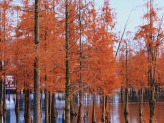 -白鹭湾湿地公园