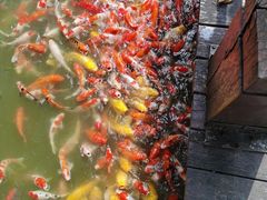 -万佛湖许老大铁锅鱼(黑金冠店)