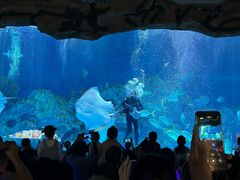 -芜湖新华联大白鲸海洋公园