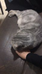 点击看大图 -AC TATTOO 纹身