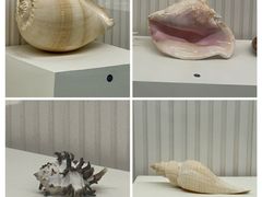 -青岛贝壳博物馆