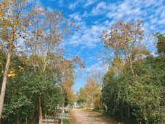 -上海海湾国家森林公园