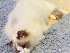 -momokira米努特·德文卷毛猫·棉花面纱犬