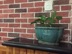 -朝郡酒家·粤菜(燕大星苑店)