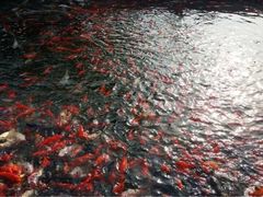 这些鱼都喝奶-鲜鱼居饭店