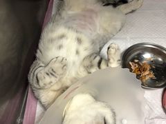 -北京赛佳动物医院