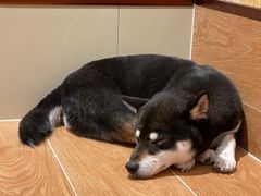 -和它·交个朋友·狗咖猫咖(爱琴海店)