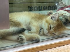 -屋虎猫馆(宝安大仟里店)