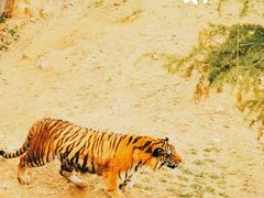 -济南野生动物世界