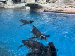 -帝企鹅自助餐厅•儿童岛•真企鹅(长隆企鹅酒店)