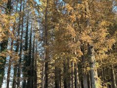 -黄海国家森林公园