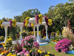 -上海共青森林公园