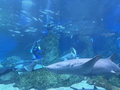 -海合安成都极地海洋公园