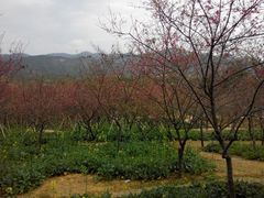 android_upload_pic-天适樱花悠乐园