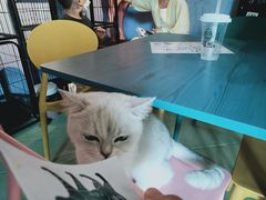 -喵屿·大理花园猫咖