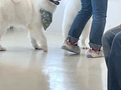 -共舞时光猫咖·狗咖(新街口店)