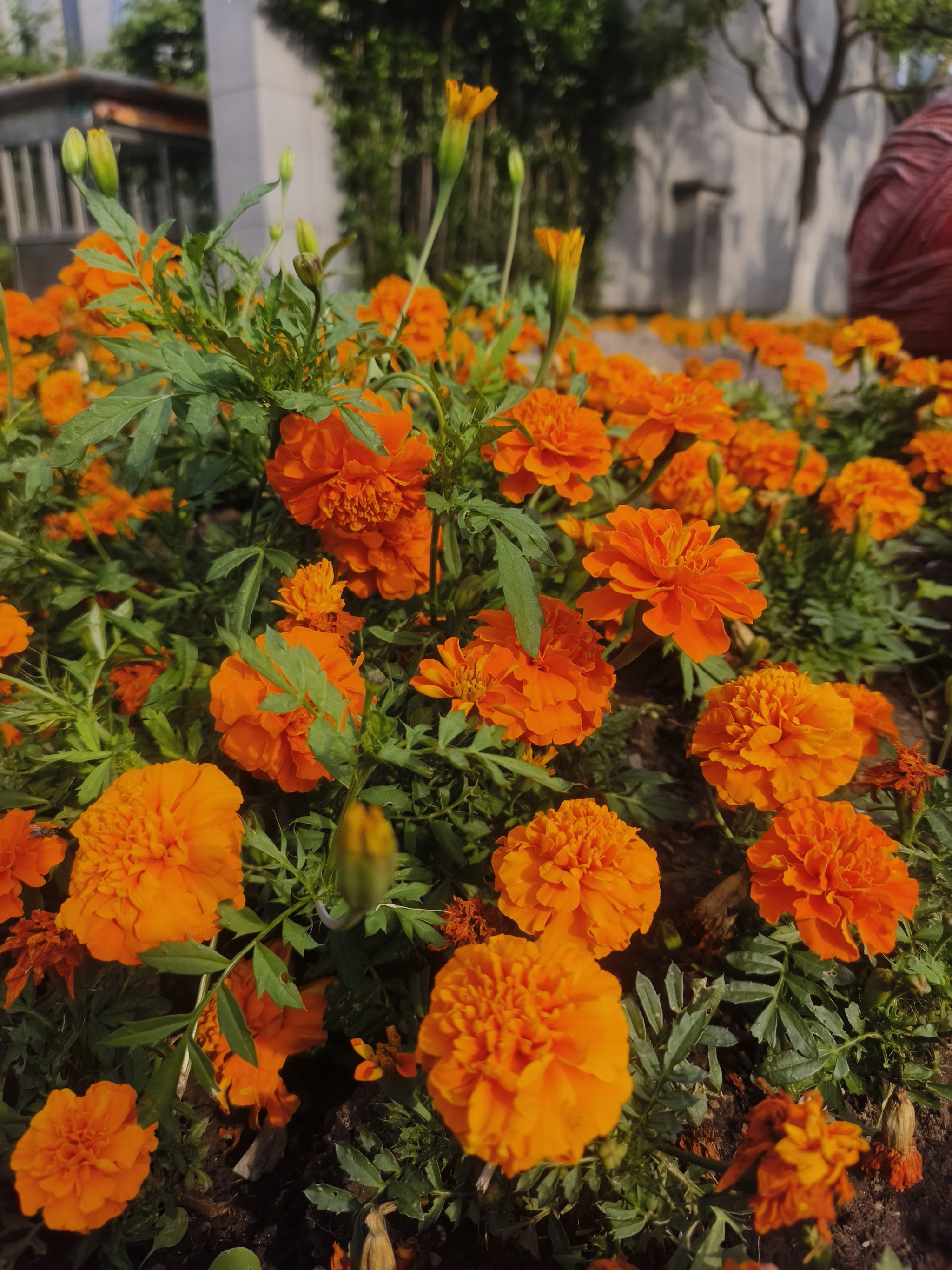 n这一角橘色的花花
属实是有点艳丽好看