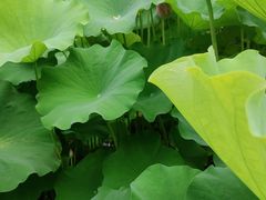 -陈家山荷花公园