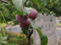-上海崧泽遗址博物馆