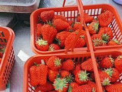 -大自然农场蔬菜草莓采摘园