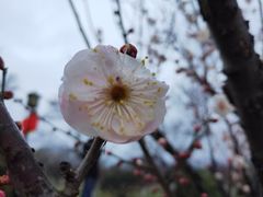-林屋梅海青梅保护基地