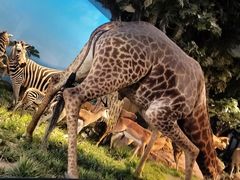 -国家自然博物馆