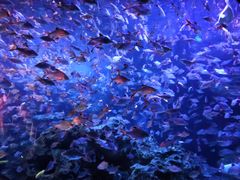 -成都浩海立方海洋公园