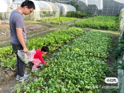 -前小桔亲子创意农场·草莓采摘·露营烧烤