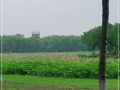 -东郊湿地公园