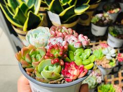 -鹿岛会员店 (龙湖三千集天街店)