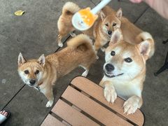 -柴犬高等学院·狗咖·柴犬售卖·宠物训练