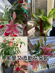 -名媛颜蕙·LPG官方旗舰店