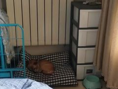 -波姐宠物家庭寄养