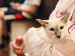 -猫小院猫主题餐厅(三里屯店)
