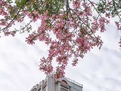 -溪岸路花鸟市场