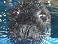 -海合安武汉极地海洋公园